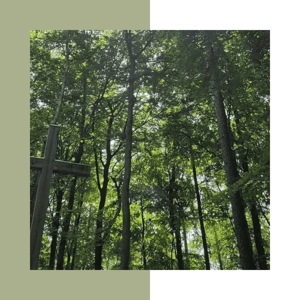 Wald mit hohen Bäumen und Sonnenlicht, das durch die Blätter scheint.